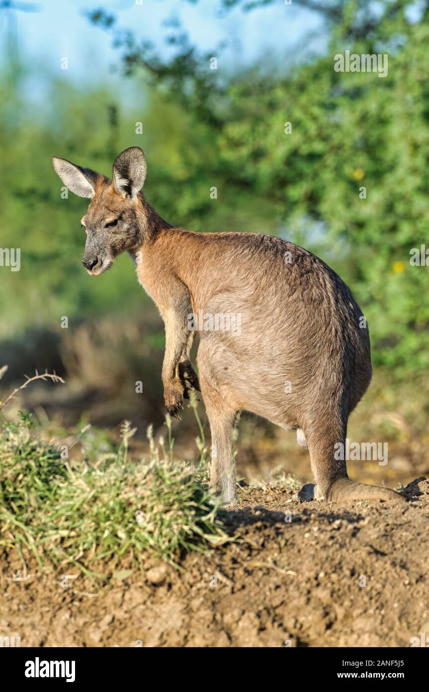 Le mâle mûr wallaroo se tient prudemment à balayer ses environs dans le brousse épais du centre du Queensland en Australie. Banque D'Images