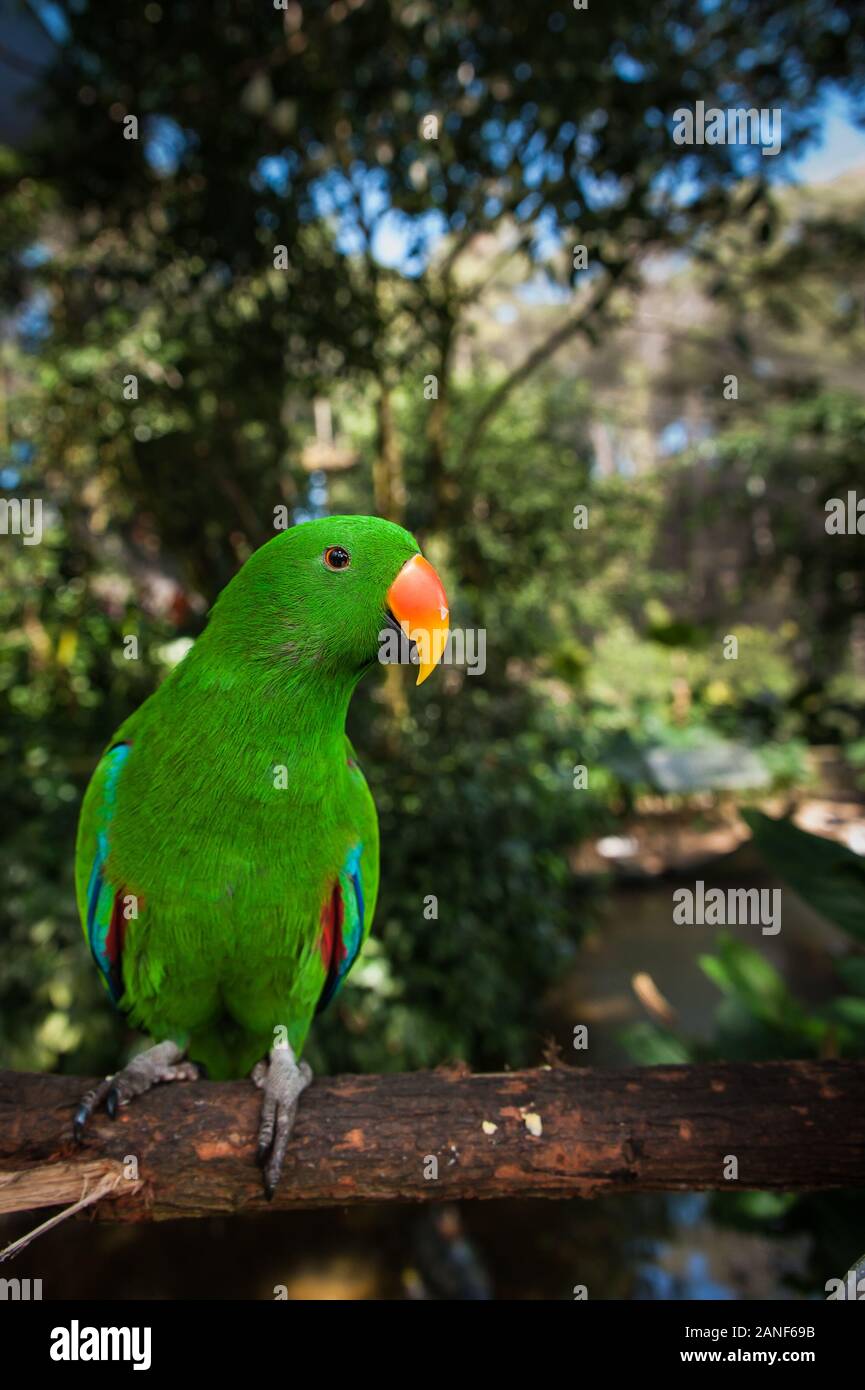 Perroquet masculin d'Eclectus perché sur un membre d'arbre dans la forêt tropicale de Kuranda dans le Queensland, en Australie. Banque D'Images