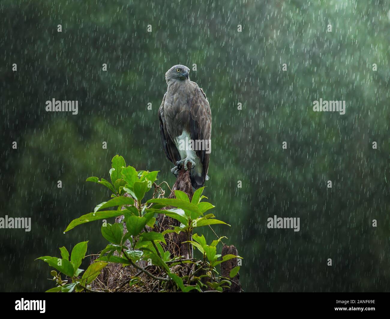 Cloes jusqu'une moindre Fish-Eagle debout sur moignon dans la pluie,oiseau rare oiseau mignon,,le sud de la Thaïlande Banque D'Images