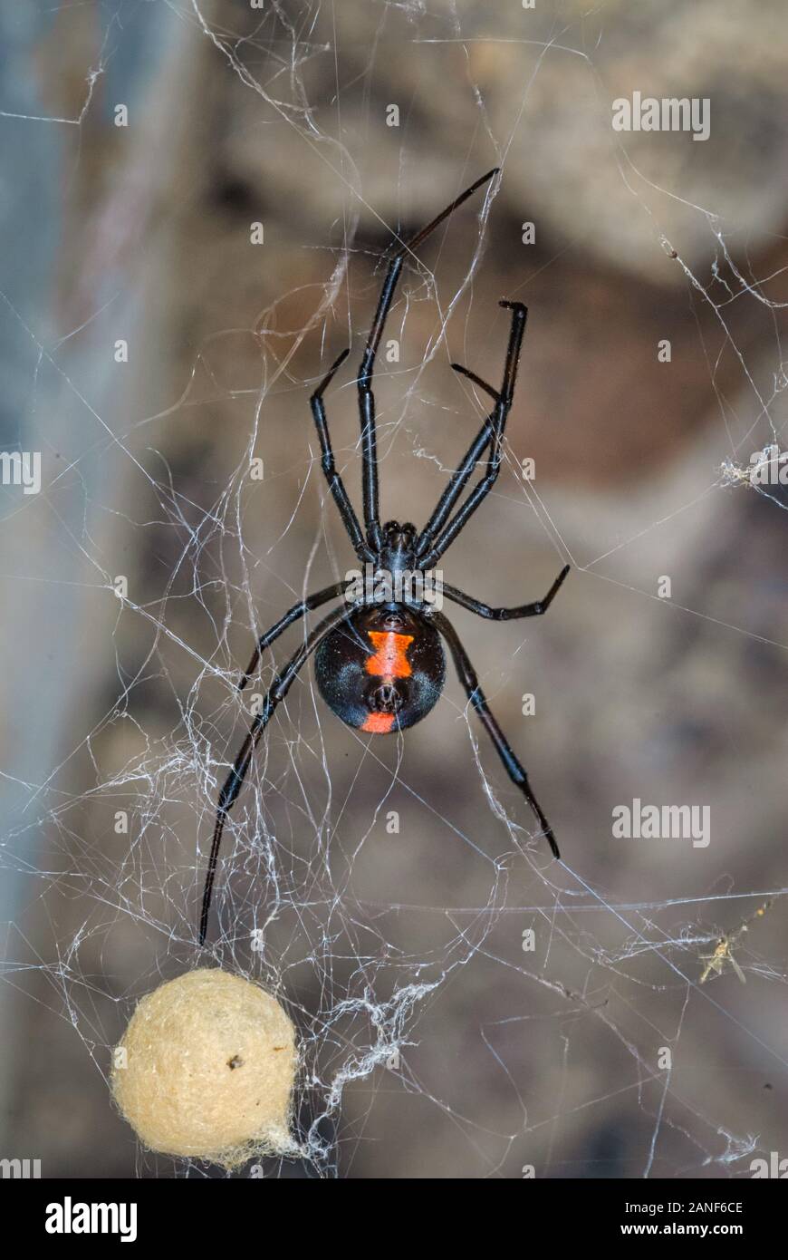 Sous le ventre d'une araignée rouge très venimeuse femelle et de son sac d'œufs dans le Queensland Gulf Country. Banque D'Images