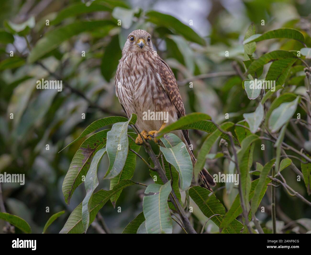 Faucon crécerelle (Falco tinnunculus) mâle sur branche d'arbre dans la forêt,Thailand Banque D'Images