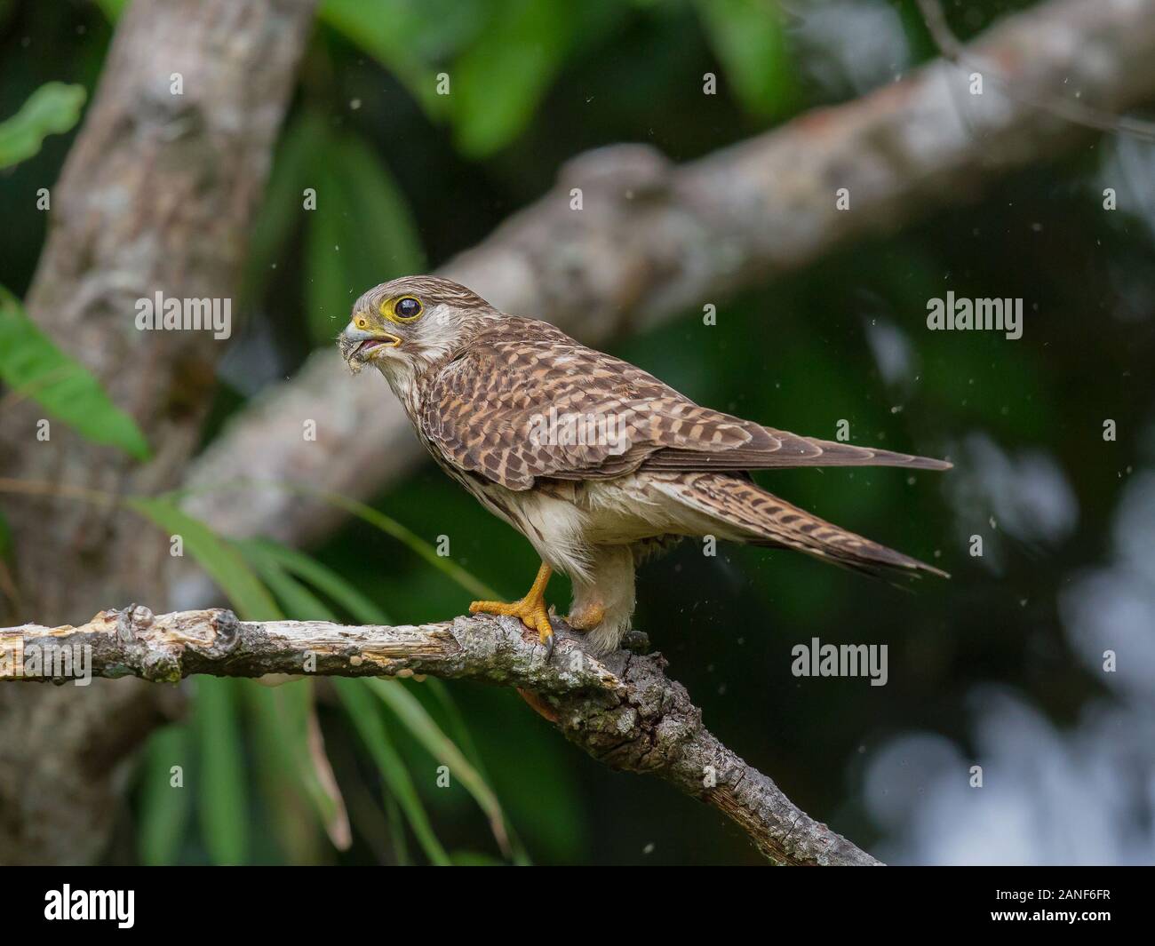 Faucon crécerelle (Falco tinnunculus) mâle sur branche d'arbre dans la forêt,Thailand Banque D'Images