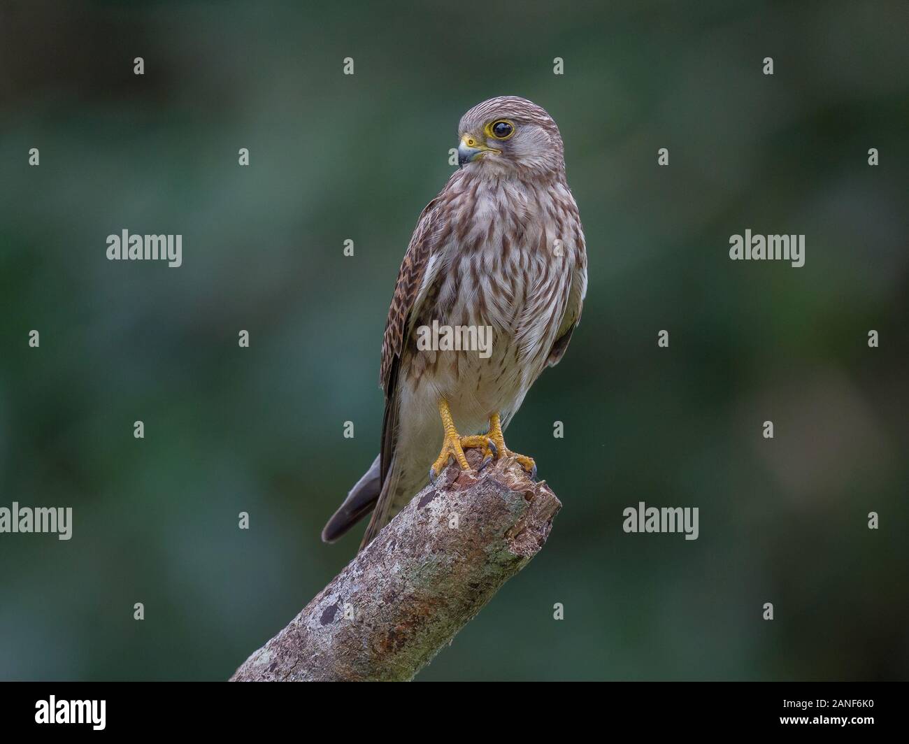 Faucon crécerelle (Falco tinnunculus) mâle sur branche d'arbre dans la forêt,Thailand Banque D'Images