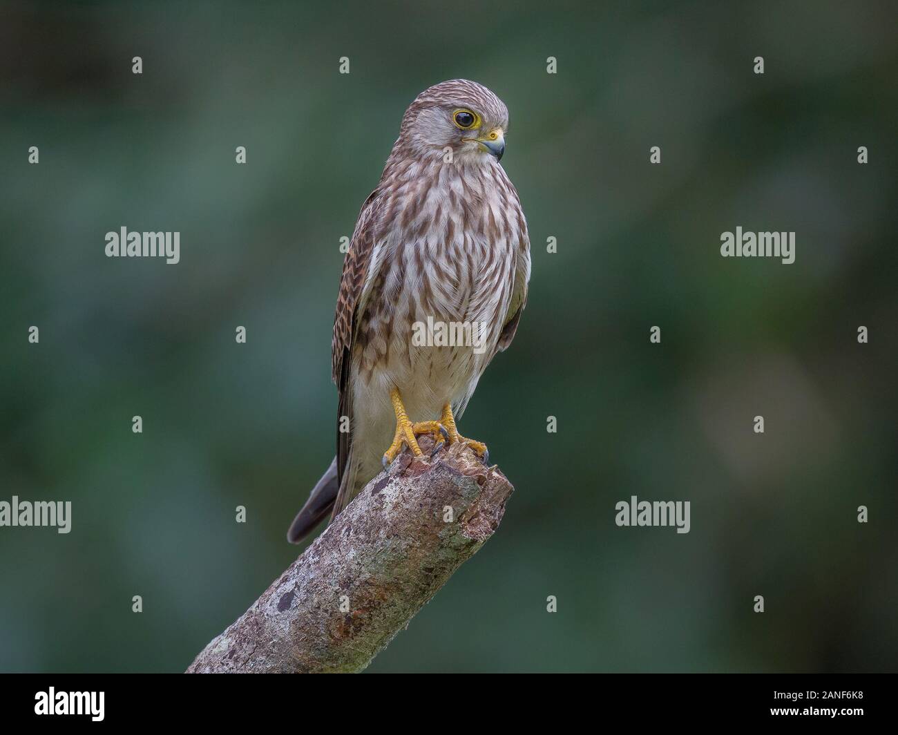 Faucon crécerelle (Falco tinnunculus) mâle sur branche d'arbre dans la forêt,Thailand Banque D'Images