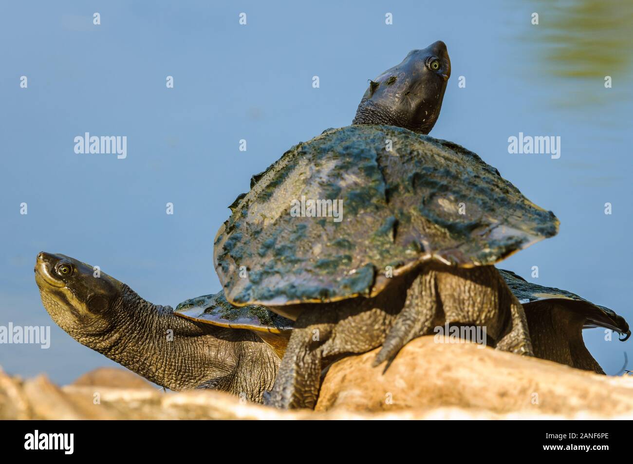 Les tortues qui s'assaient sur les racines d'arbres le long d'un lac se réchauffent elles-mêmes au soleil Banque D'Images