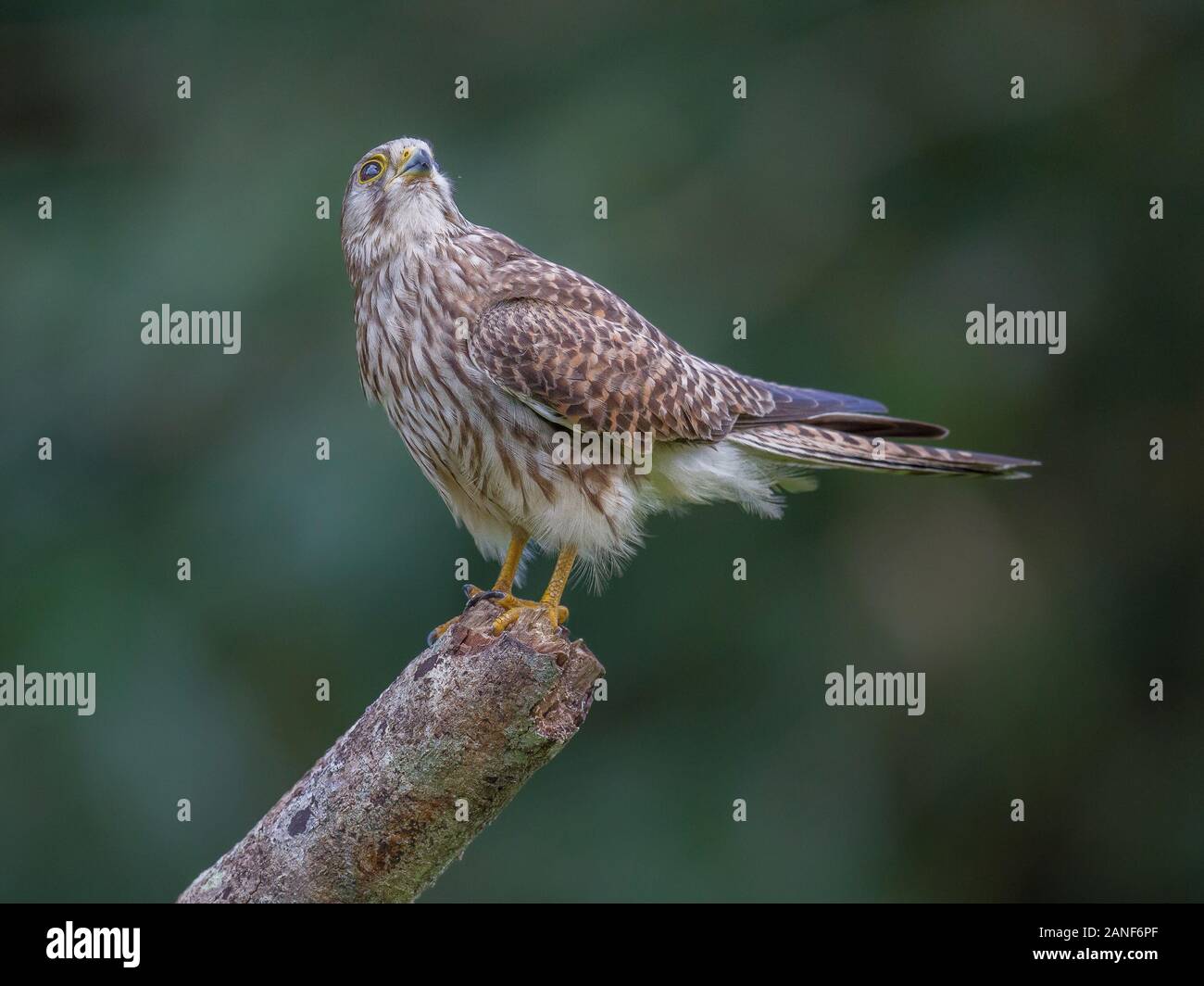 Faucon crécerelle (Falco tinnunculus) mâle sur branche d'arbre dans la forêt,Thailand Banque D'Images