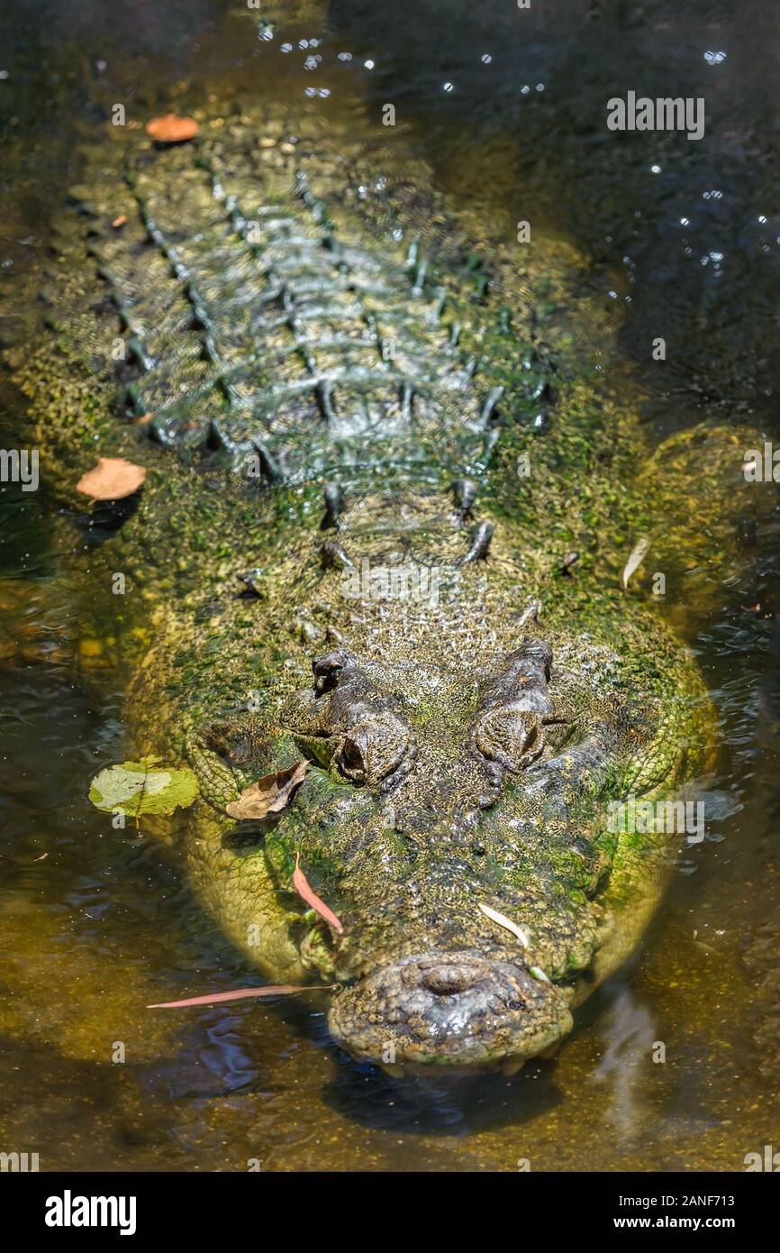 Le crocodile d'urine recouvert de mousse (Salé) attend patiemment, semi-submergé dans un trou d'eau sombre dans une réserve de faune sauvage dans L'Extrême-Nord du Queensland, en Australie. Banque D'Images