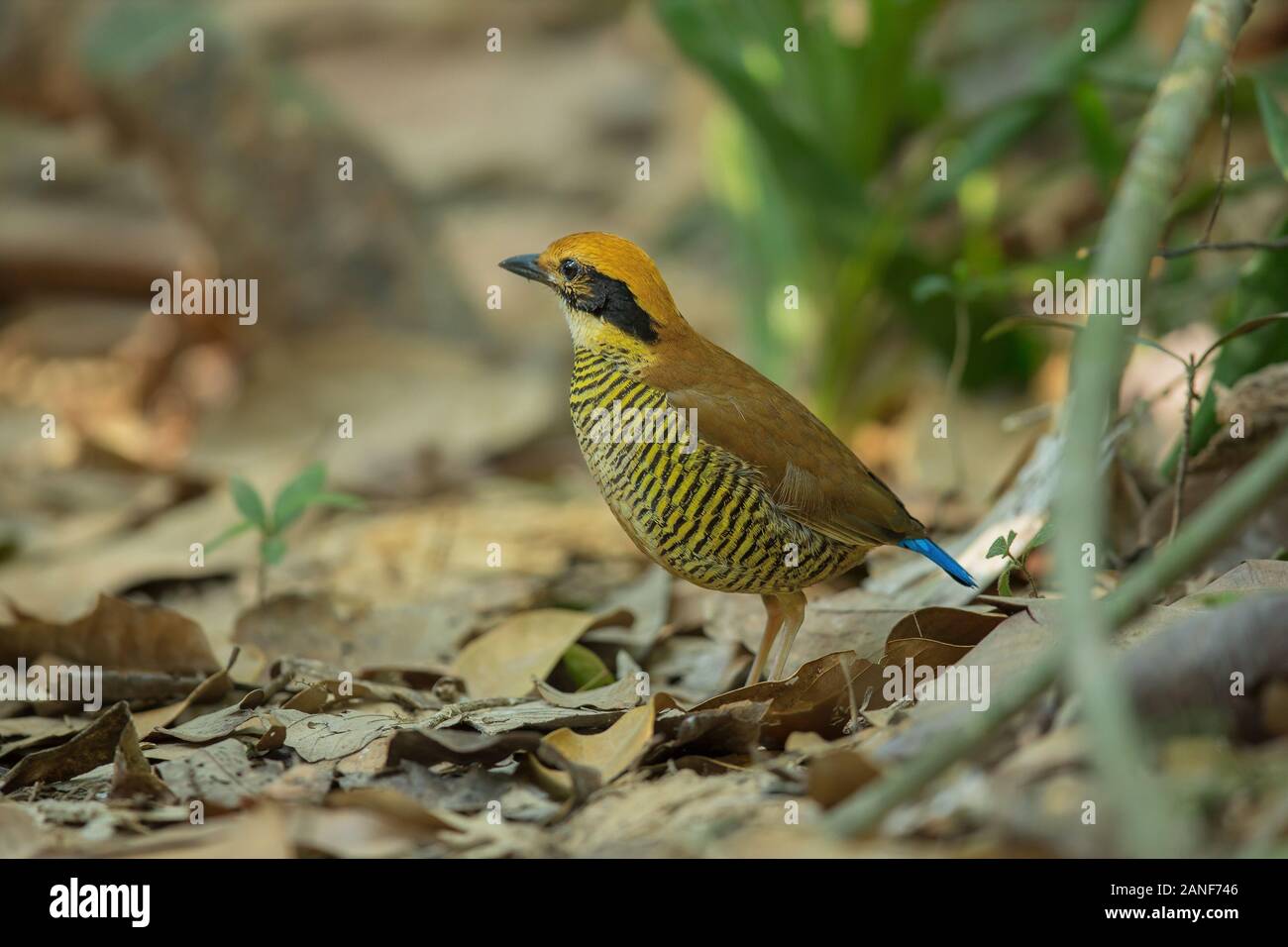 Une femelle de Gurney Pitta résident rare endémique,de la Thaïlande.(Pitta gurneyi) Banque D'Images