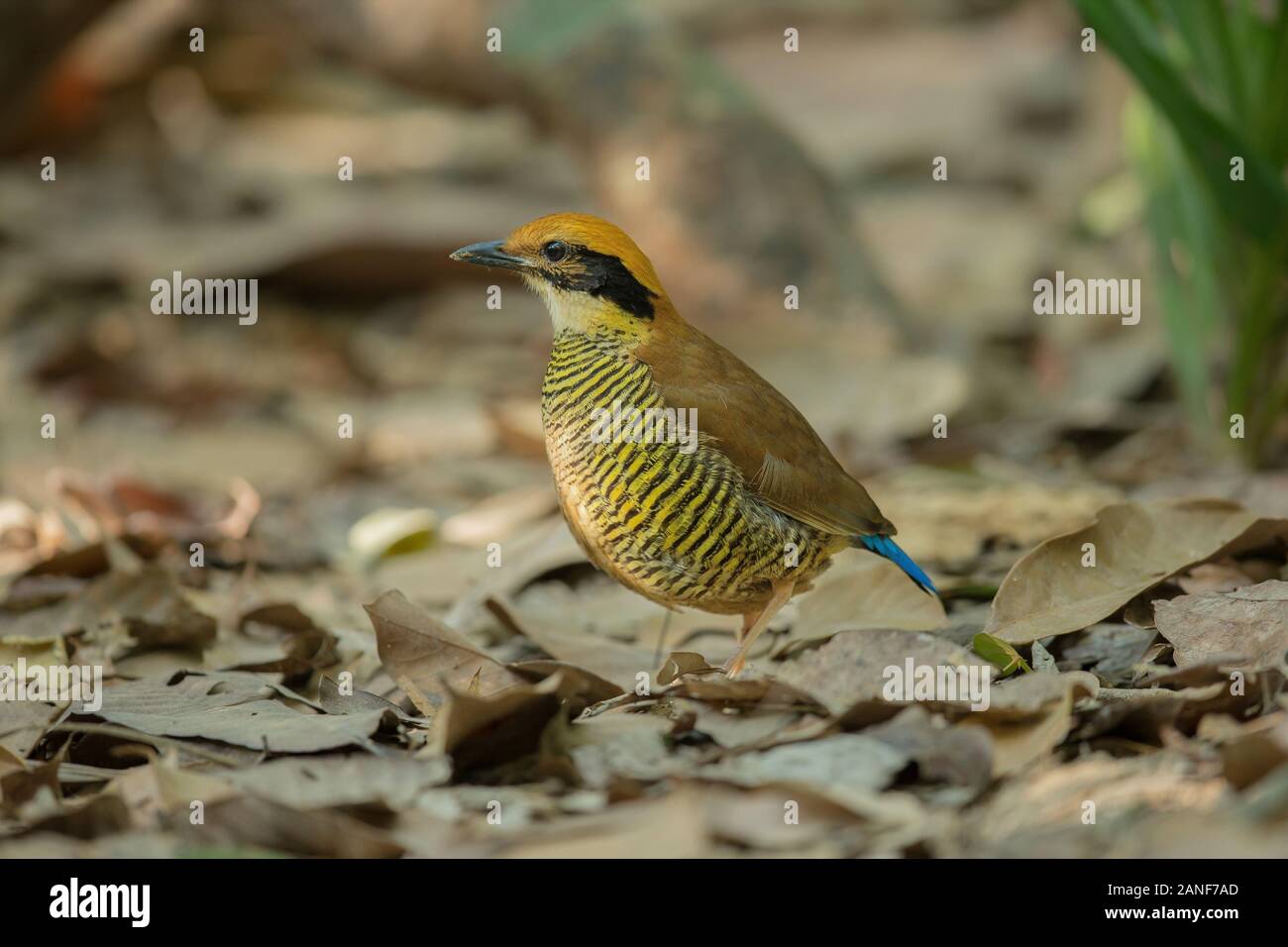 Une femelle de Gurney Pitta résident rare endémique,de la Thaïlande.(Pitta gurneyi) Banque D'Images