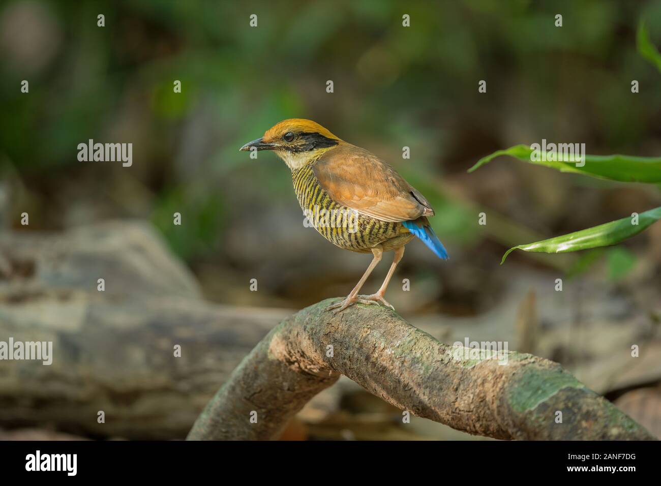 Une femelle de Gurney Pitta résident rare endémique,de la Thaïlande.(Pitta gurneyi) Banque D'Images