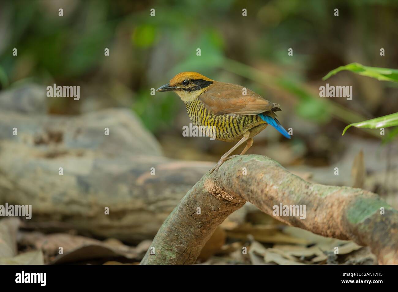 Une femelle de Gurney Pitta résident rare endémique,de la Thaïlande.(Pitta gurneyi) Banque D'Images