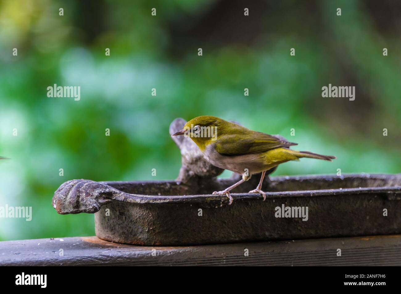 Silvereye assis sur un oiseau en terre battue à la Berry Farm en Australie occidentale. Banque D'Images