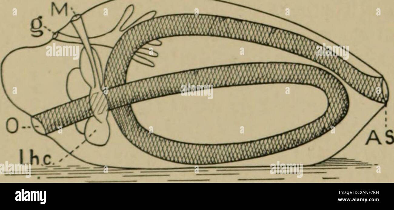 Un traité de zoologie . émettre de l'arrangement des gonades. Le naufrage des nerfs et fermeture de la nourriture-epineural(canaux formant des rainures Fig. XIII. 3) a probablement eu lieu comme nous supposons qu'il d'avoir donein ophiuroïdes. Le Edrioasteroidea entre Pelmatozoa, (p. 205)présente une structure éloignée de celle de la primitive peu Echinoidin mais le haut de la bouche et (probablement) themadreporite, et l'aliment fonctionnel-rainures ; le point notable plus sur the second est la présence d'ouvertures entre les plaques de plancher,apparemment pour l'adoption de processus de l'eau radial-navires. Banque D'Images