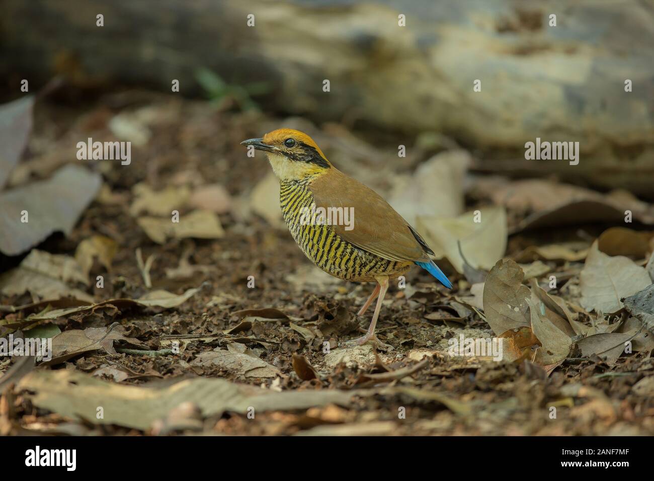 Une femelle de Gurney Pitta résident rare endémique,de la Thaïlande.(Pitta gurneyi) Banque D'Images
