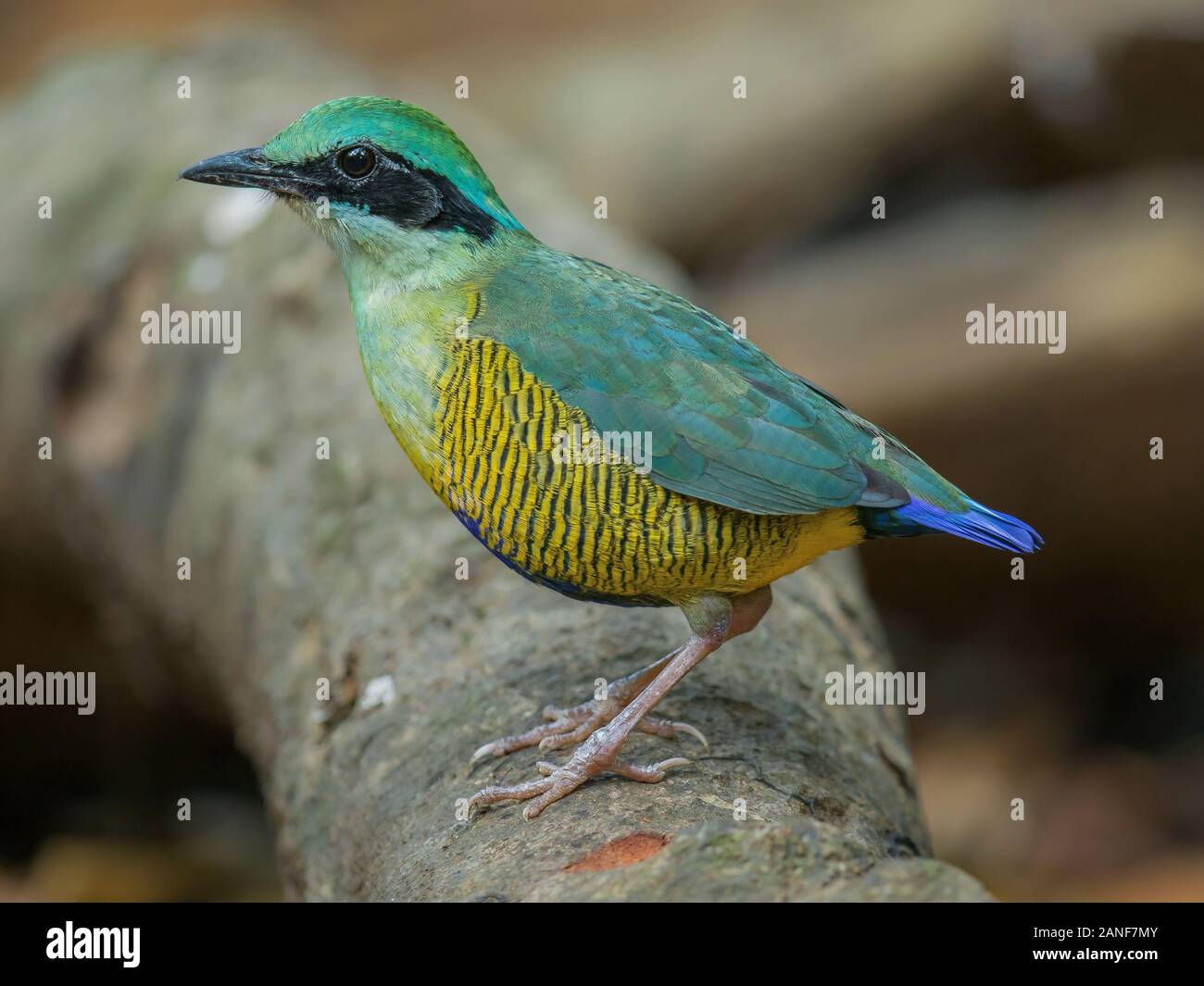 Bar-bellied Pitta Pitta(mâle) elliotii, bel oiseau isolé sur fond blanc nature Banque D'Images