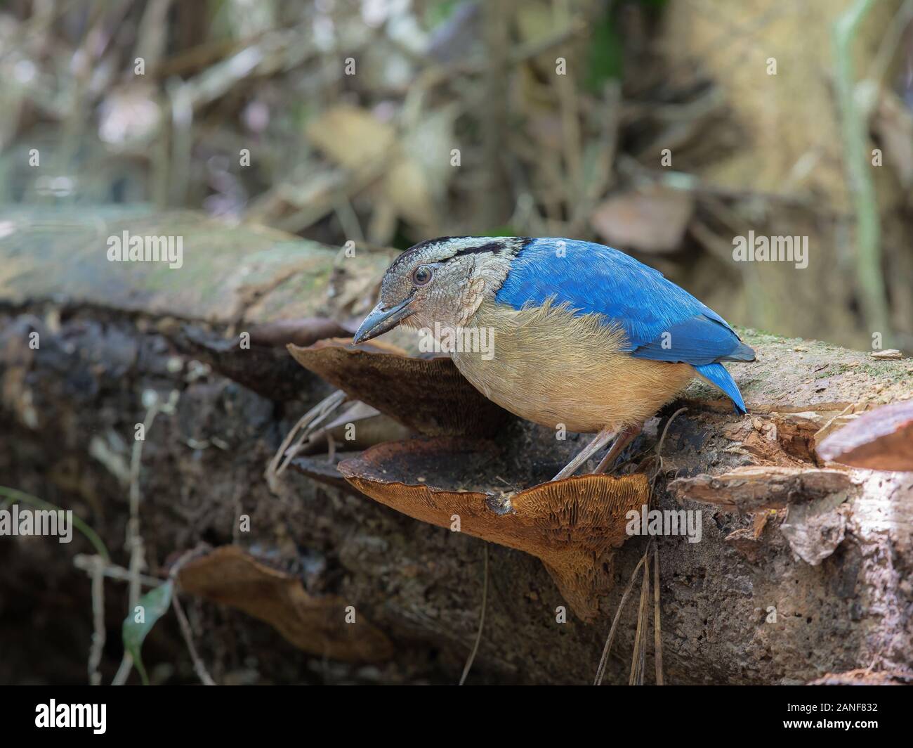 Giant Pitta Pitta caerulea)(Grallaire géante, vivant dans les forêts de plaine humides primary. La photo en gros, timide oiseau en milieu forestier tropical humide,Krabi Tha Banque D'Images