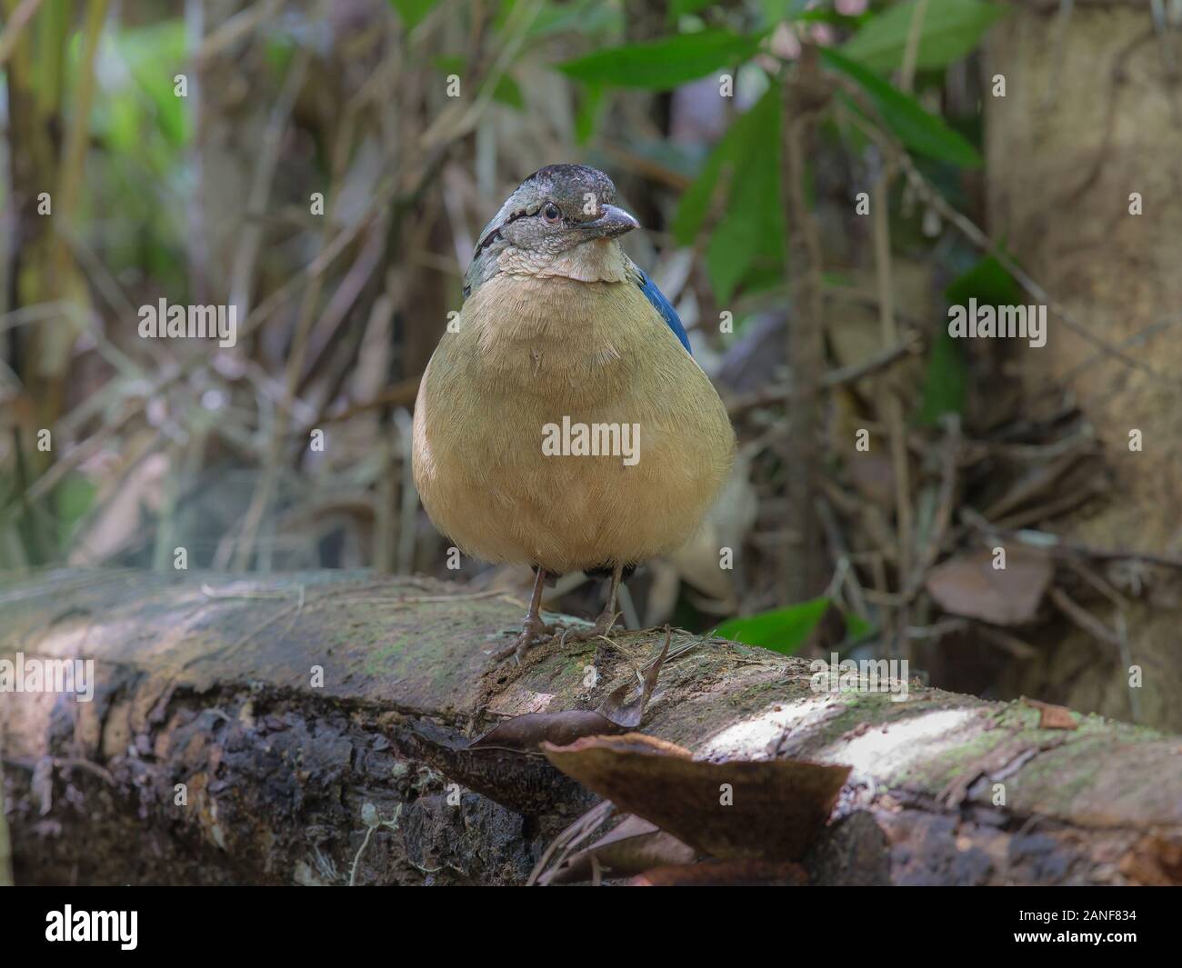 Giant Pitta Pitta caerulea)(Grallaire géante, vivant dans les forêts de plaine humides primary. La photo en gros, timide oiseau en milieu forestier tropical humide,Krabi Tha Banque D'Images