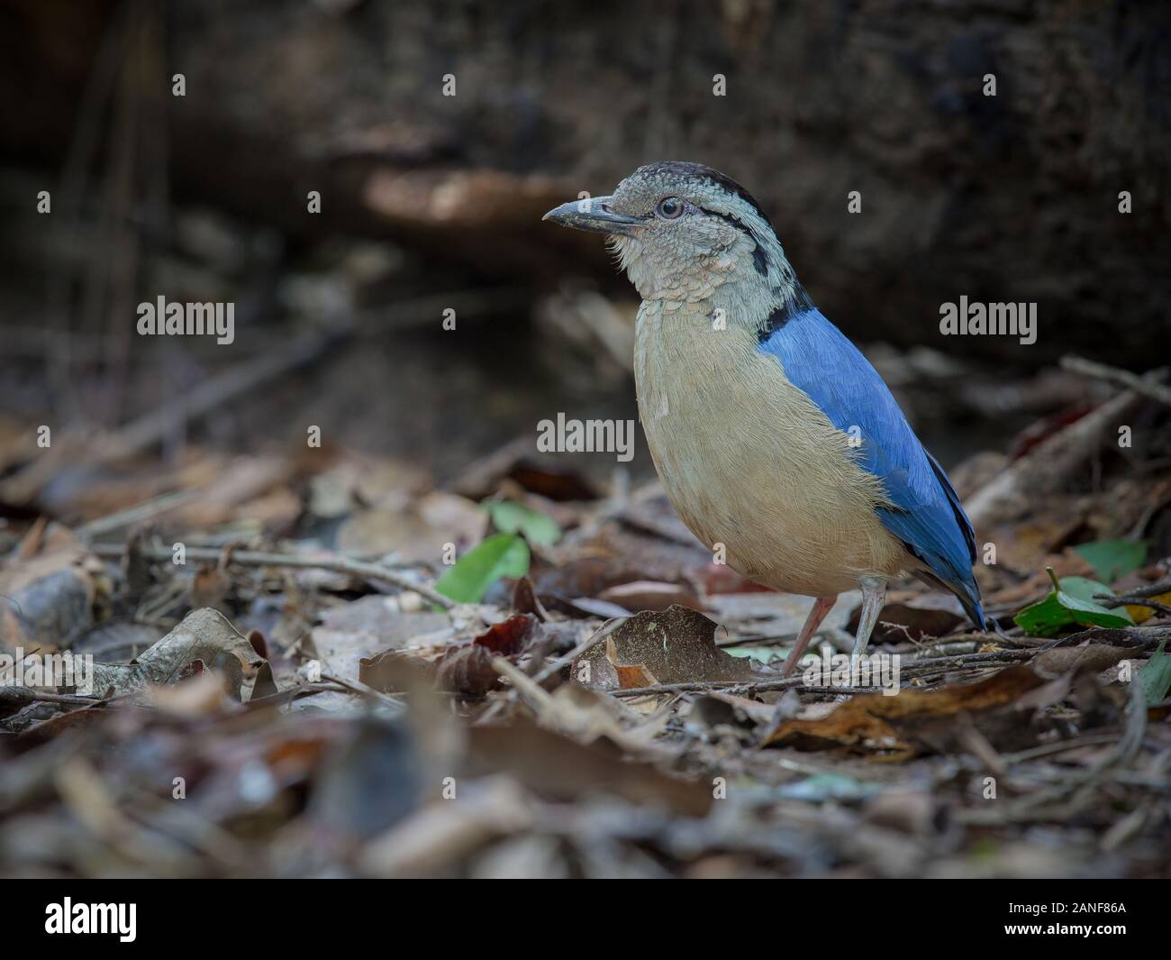 Giant Pitta Pitta caerulea)(Grallaire géante, vivant dans les forêts de plaine humides primary. La photo en gros, timide oiseau en milieu forestier tropical humide,Krabi Tha Banque D'Images