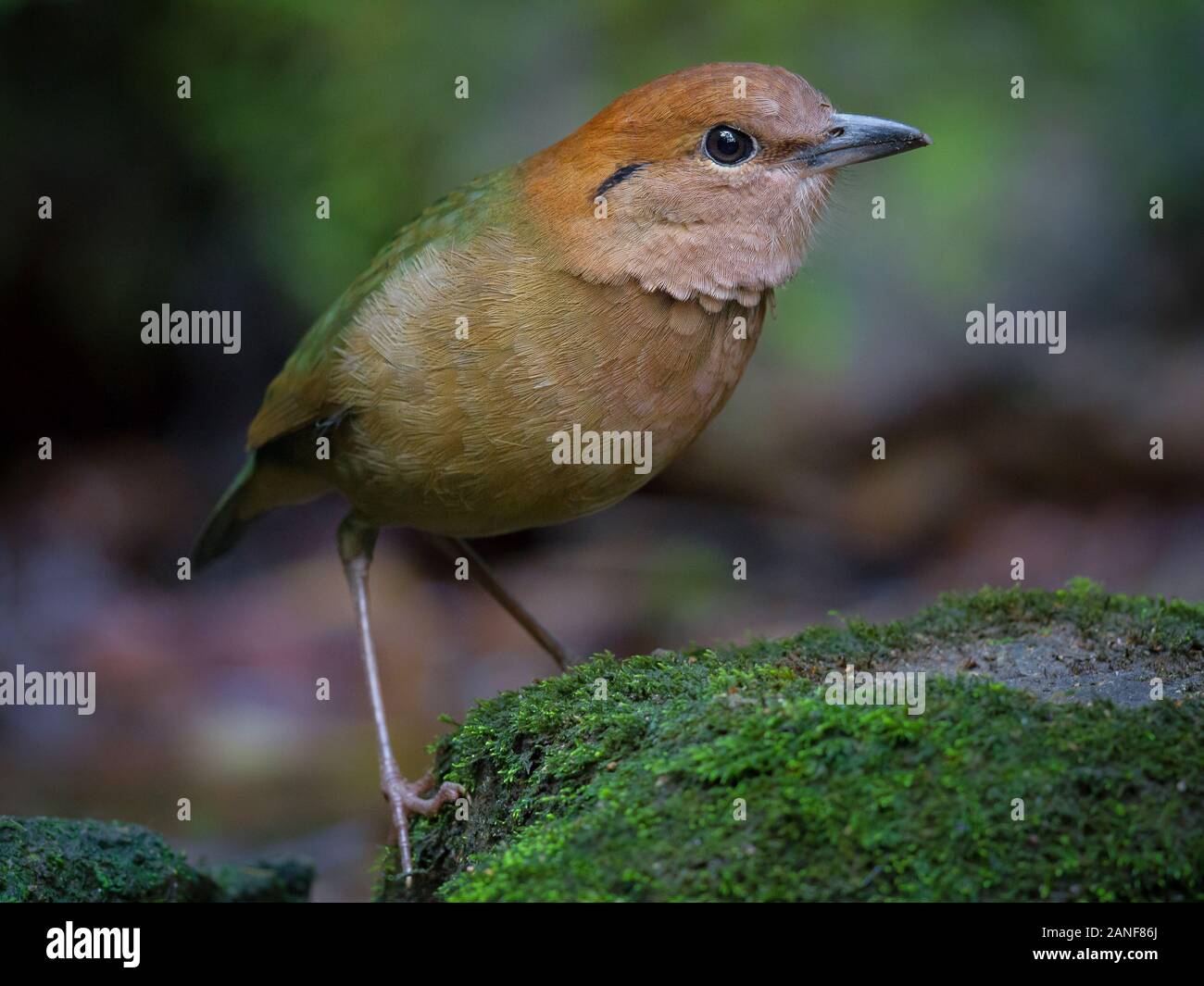 Un homme à cou roux rares Pitta résident de la Thaïlande.(Pitta oatesi) Banque D'Images