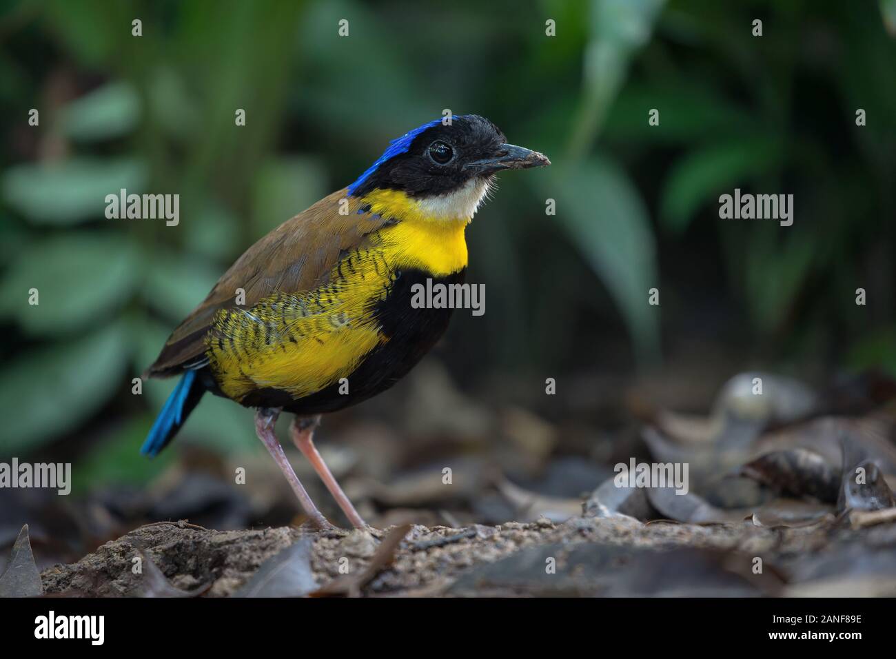 Un mâle de Gurney Pitta résident rare endémique,de la Thaïlande.(Pitta gurneyi) Banque D'Images