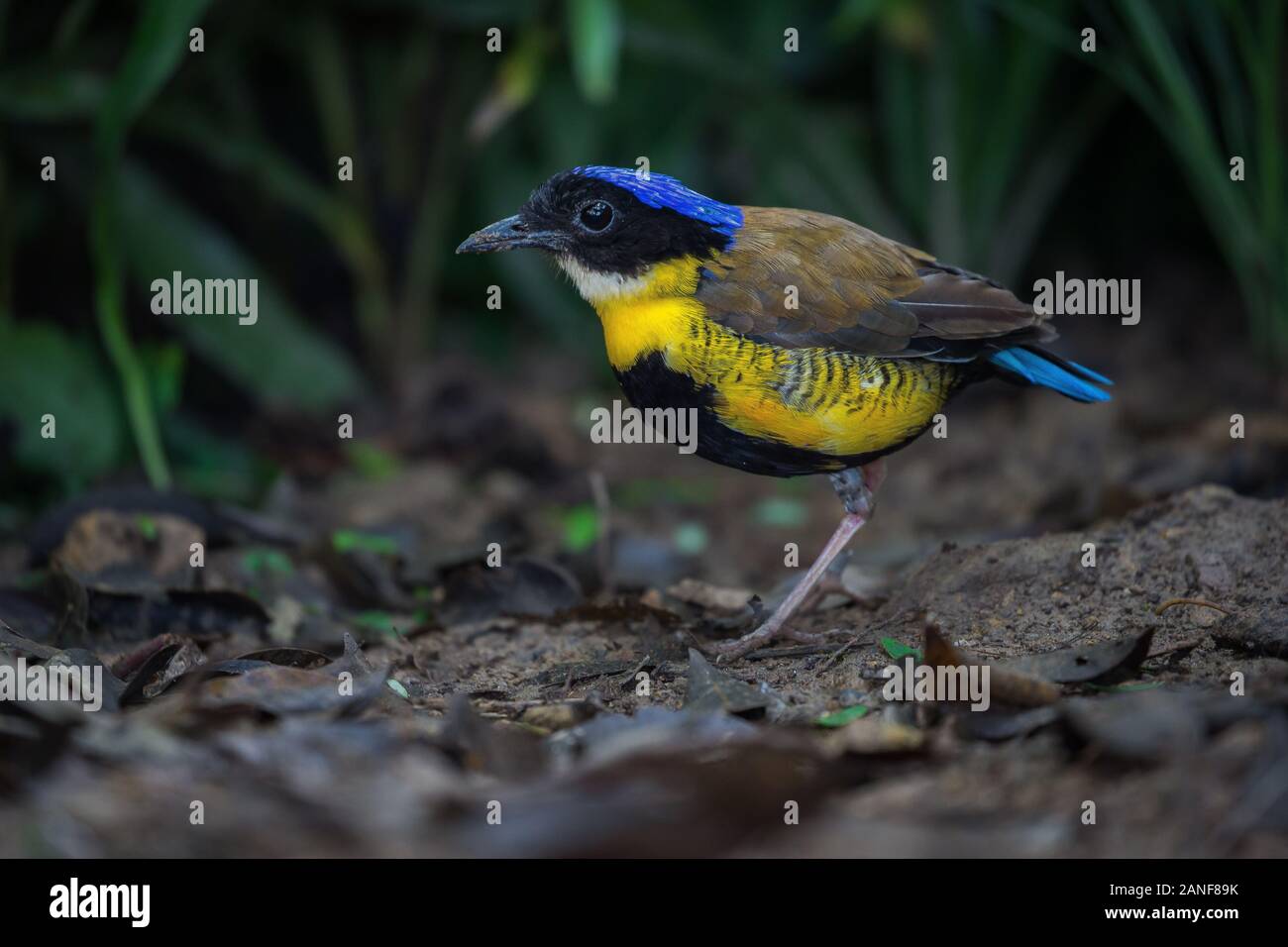 Un mâle de Gurney Pitta résident rare endémique,de la Thaïlande.(Pitta gurneyi) Banque D'Images