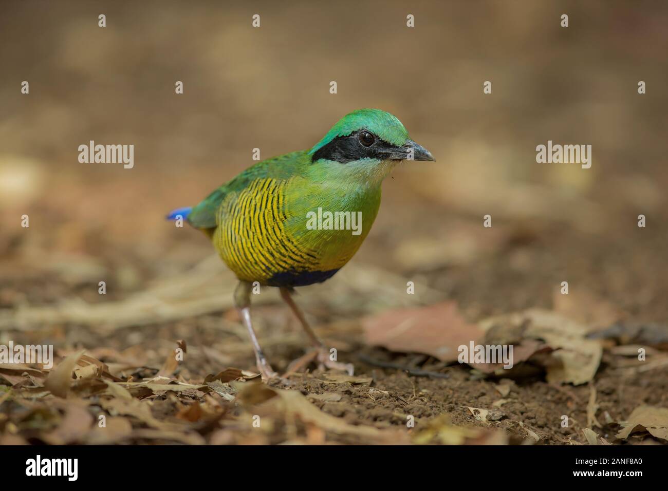 Bar-bellied Pitta Pitta(mâle) elliotii, bel oiseau isolé sur fond blanc nature Banque D'Images