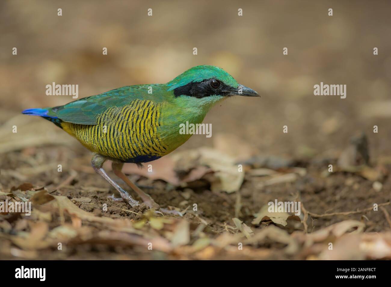 Bar-bellied Pitta Pitta(mâle) elliotii, bel oiseau isolé sur fond blanc nature Banque D'Images