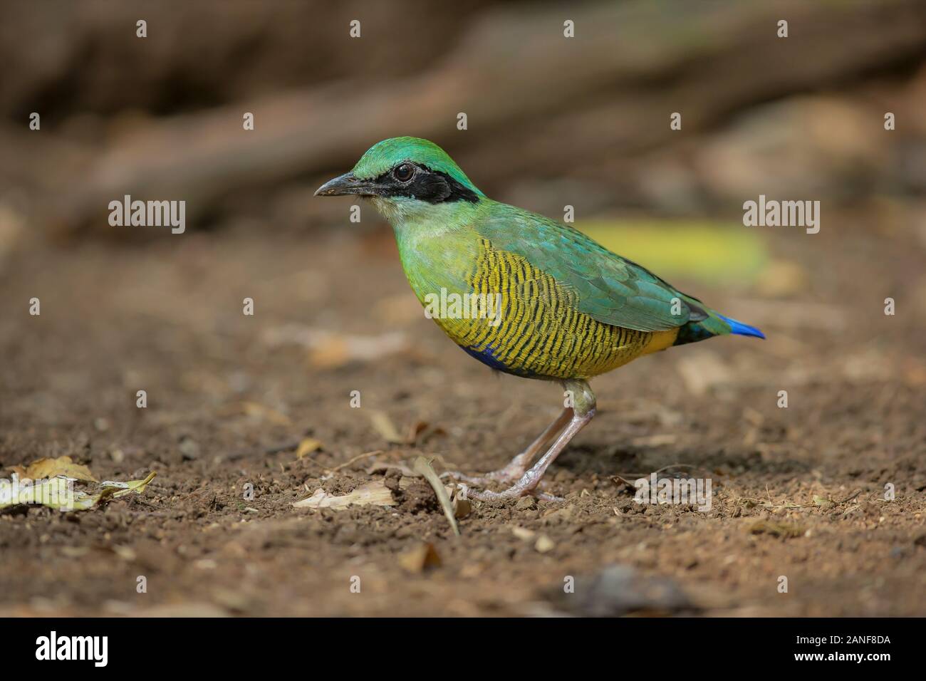 Bar-bellied Pitta Pitta(mâle) elliotii, bel oiseau isolé sur fond blanc nature Banque D'Images