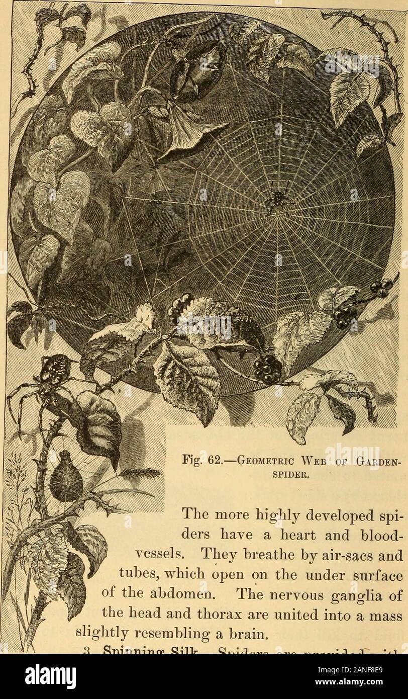 La vie animale dans la mer et sur la terre . Crf ;. 61. Pieds de Spider, agrandie. 104 LA VIE ANIMALE DANS LA MER ET SUR LA TERRE.. Fig. 62.-Web Jardin géométrique op-spider. Le plus développé spi-ders ont un cœur et vaisseaux sanguins. Ils respirent de l'air par andtubes-sac, qui s'ouvrent sur le méplatde sous l'abdomen. Les ganglions nerveux de la tête et le thorax sont réunis au sein d'une massslightly ressemblant à un cerveau.3. La filature de soie.-araignées sont fournies avec Banque D'Images