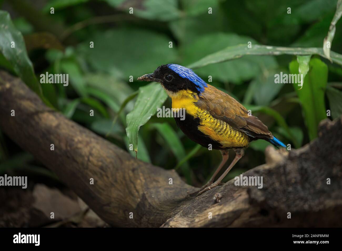 Un mâle de Gurney Pitta résident rare endémique,de la Thaïlande.(Pitta gurneyi) Banque D'Images