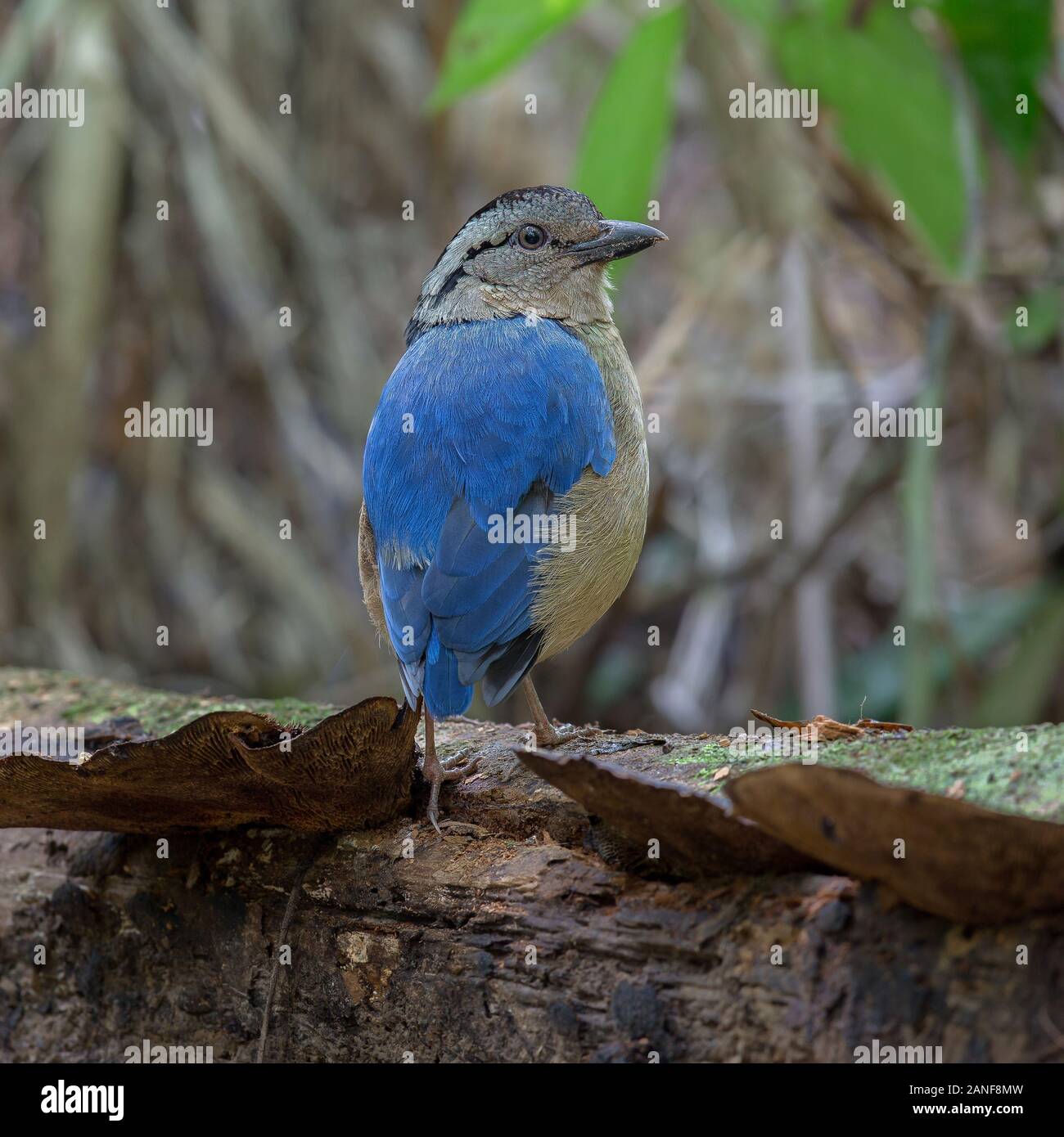 Giant Pitta Pitta caerulea)(Grallaire géante, vivant dans les forêts de plaine humides primary. La photo en gros, timide oiseau en milieu forestier tropical humide,Krabi Tha Banque D'Images