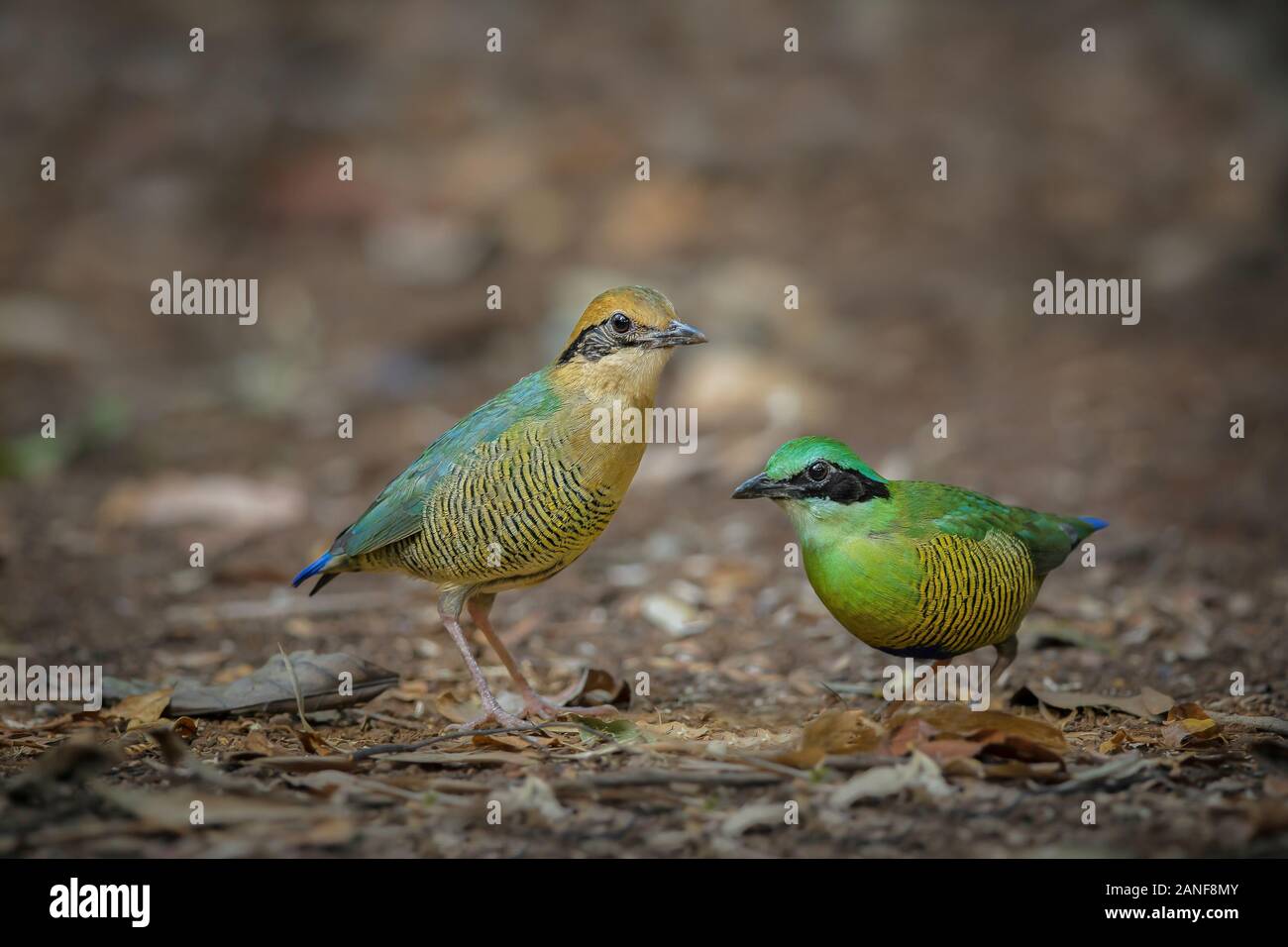 Bar-bellied Pitta Pitta(mâle) elliotii, bel oiseau isolé sur fond blanc nature Banque D'Images