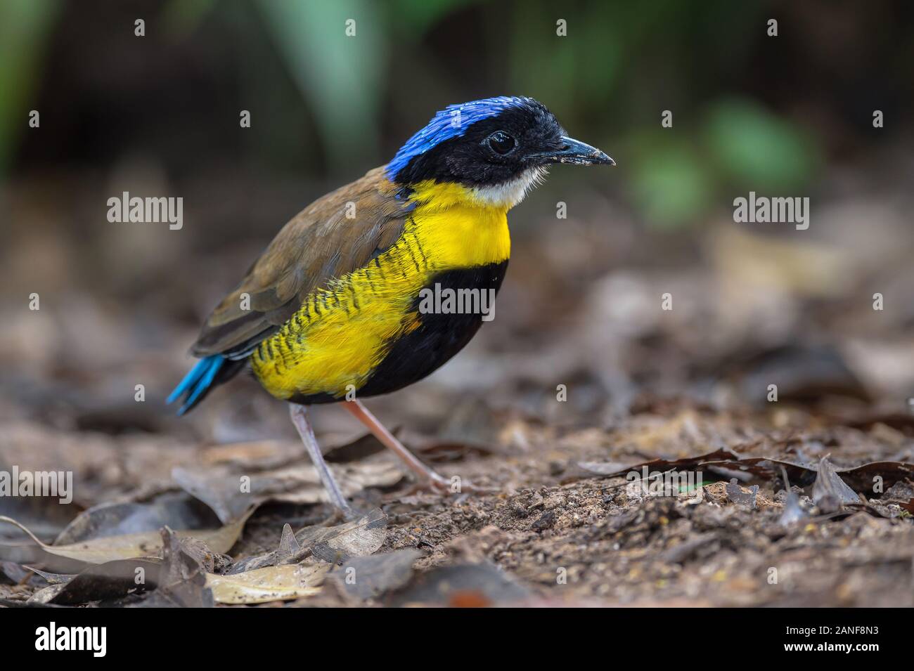 Un mâle de Gurney Pitta résident rare endémique,de la Thaïlande.(Pitta gurneyi) Banque D'Images