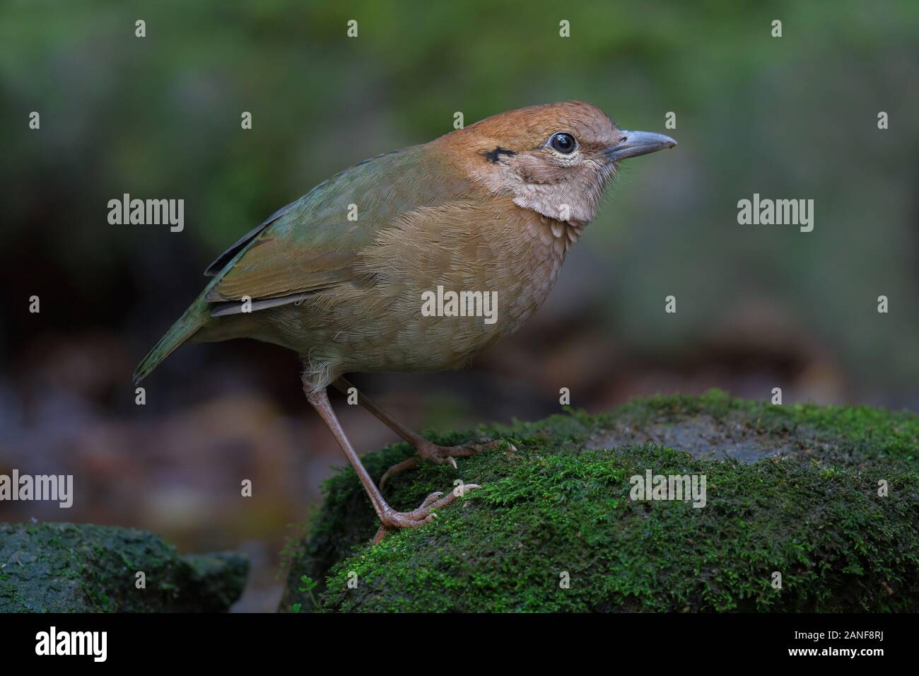Un homme à cou roux rares Pitta résident de la Thaïlande.(Pitta oatesi) Banque D'Images