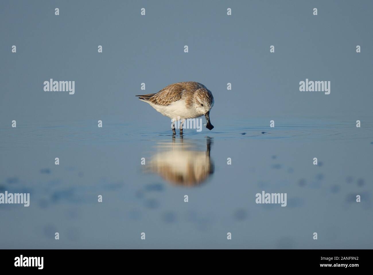Spoon-billed Sandpiper et les oiseaux de rivage à l'intérieur de Golfe de Thaïlande.Très rares et espèces en danger critique d'extinction du monde,la marche et s'alimenter dans w Banque D'Images