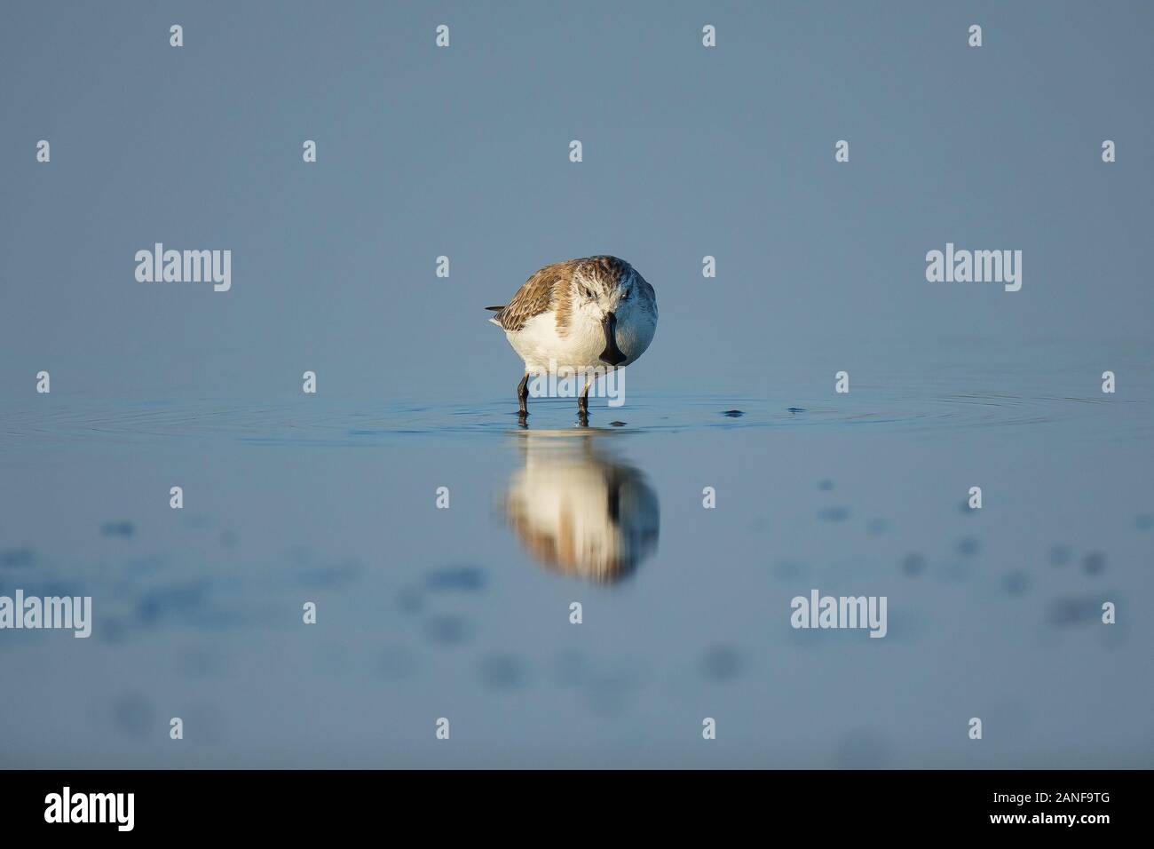 Spoon-billed Sandpiper et les oiseaux de rivage à l'intérieur de Golfe de Thaïlande.Très rares et espèces en danger critique d'extinction du monde,la marche et s'alimenter dans w Banque D'Images
