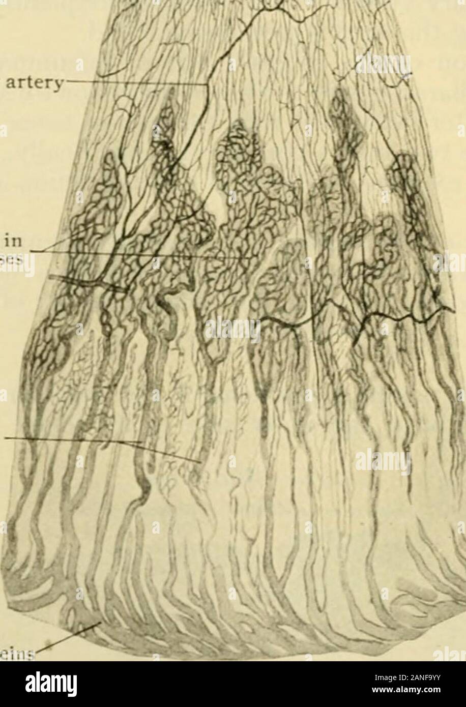 L'anatomie humaine, y compris la structure et le développement et des considérations pratiques . ed d'être indiscernable sans blanchiment des tissus. Le dilatatormuscle est élaboré à partir de la couche externe de cellules fusiformes, de sorte qu'il s'agit d'anepithelial Cectoblastic) muscle. Les cellules internes sont plus grands éléments polygonaux, whichgradually perdent leur pigment à l'approche du procès ciliaires. Au cours de l'latterthey ne contiennent aucun pigment, tandis que les cellules externes restent pigmentés. Les navires de l'iris pass radialement vers l'intérieur du circulus artériel iridismajor à la périphérie. Près de la pupille Banque D'Images