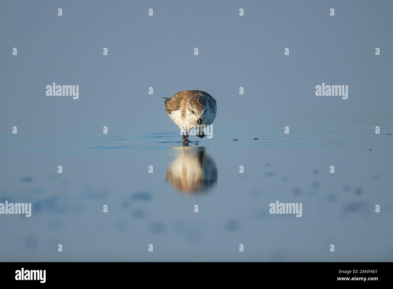 Spoon-billed Sandpiper et les oiseaux de rivage à l'intérieur de Golfe de Thaïlande.Très rares et espèces en danger critique d'extinction du monde,la marche et s'alimenter dans w Banque D'Images