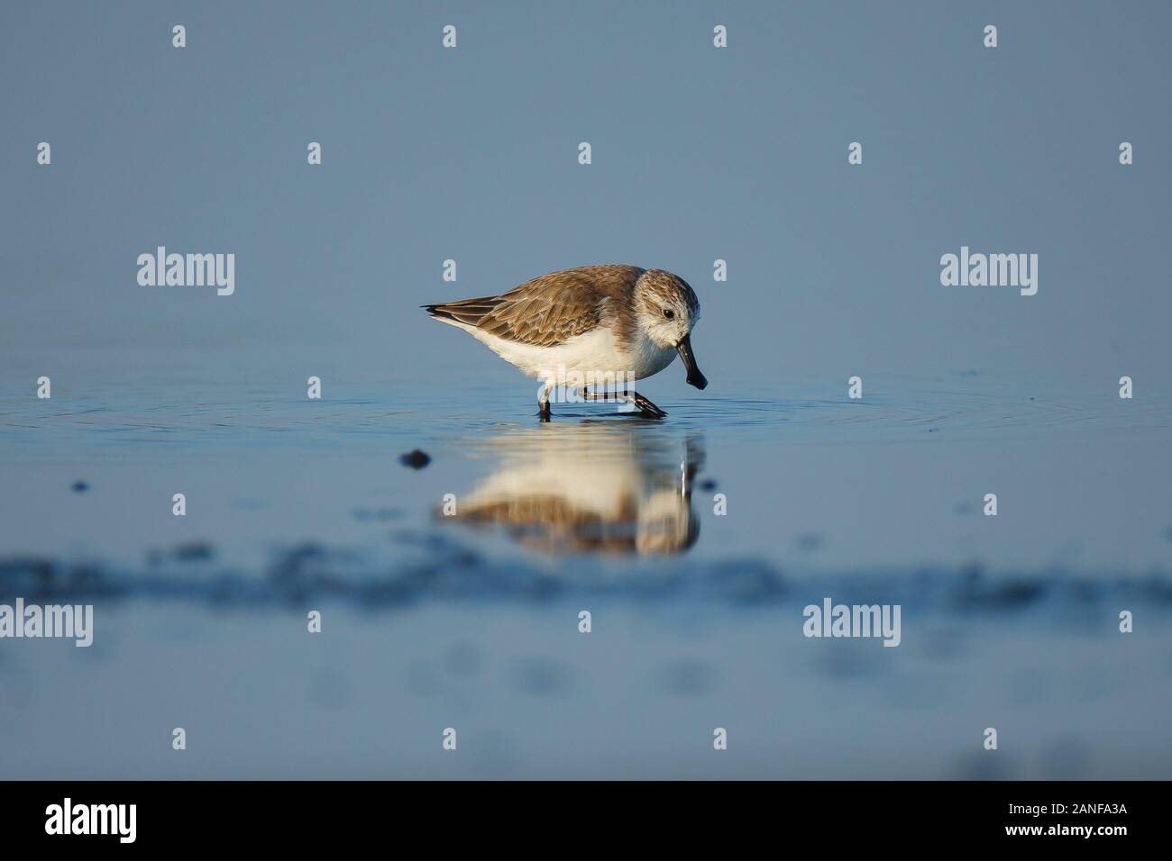 Spoon-billed Sandpiper et les oiseaux de rivage à l'intérieur de Golfe de Thaïlande.Très rares et espèces en danger critique d'extinction du monde,la marche et s'alimenter dans w Banque D'Images