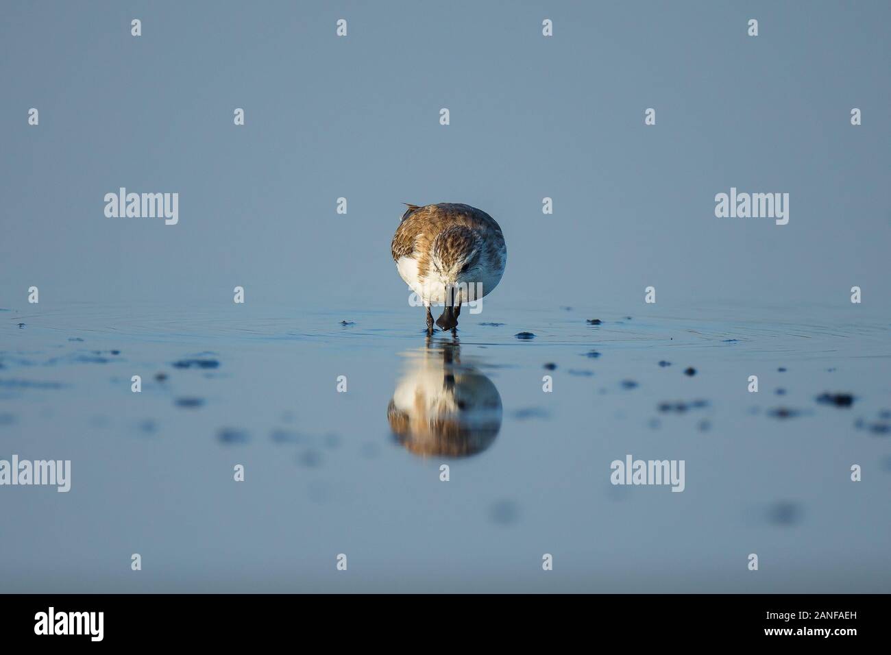 Spoon-billed Sandpiper et les oiseaux de rivage à l'intérieur de Golfe de Thaïlande.Très rares et espèces en danger critique d'extinction du monde,la marche et s'alimenter dans w Banque D'Images