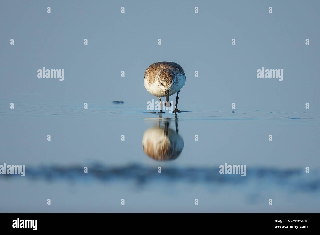 Spoon-billed Sandpiper et les oiseaux de rivage à l'intérieur de Golfe de Thaïlande.Très rares et espèces en danger critique d'extinction du monde,la marche et s'alimenter dans w Banque D'Images