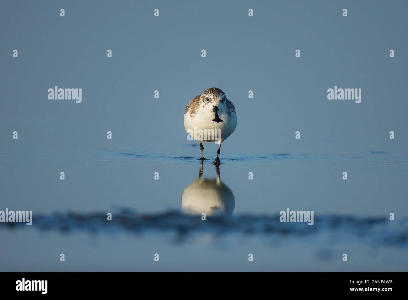 Spoon-billed Sandpiper et les oiseaux de rivage à l'intérieur de Golfe de Thaïlande.Très rares et espèces en danger critique d'extinction du monde,la marche et s'alimenter dans w Banque D'Images