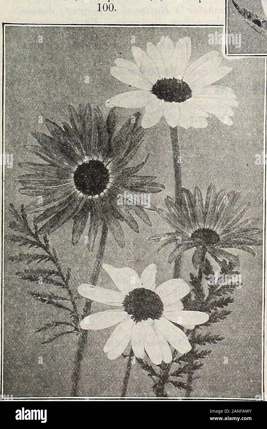 La 72e édition annuelle Dreer livre jardin : 1910 . 15 cts. ^chaque ; 1.50 par doz. ; 10,00 $ par100. Pve^YGONATUM. Sceau de Salomon (.)MajUS. Les deux mfoliage ornementale extrêmement et fleur ; pousse 3 higii andbears pieds, poignée de fleurs blanc crème en mai et juin. Dans ashady ou demi-ombragée pour le meilleur résultat. 15 cts. Chaque ; 1,50 $ par doz. ; 10,00 $ par100.. Banque D'Images