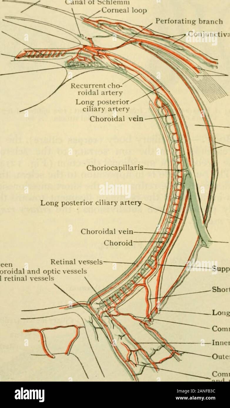 L'anatomie humaine, y compris la structure et le développement et des considérations pratiques . à son chment ligament suspenseur. 92 1458 L'ANATOMIE HUMAINE. Commençant par l'union de plusieurs complications de l'orbiculus ciliaris dans heitjht rapidlyincrease ils, et l'étendue, jusqu'à ce qu'ils atteignent une altitude de 8-1 mm à partir de .., puis chute brusquement de l'iris le el. Ils se composent d'un réseau riche de navires d'embedded dans un ])ij4niented connectixe struma de tissus, comme celle de la choroïde. Le innersurface est couvert d'un homou^eneous membrane, qui est ci^ninuous themembrana avec vitrea de la choroïde, sur l'inne Banque D'Images