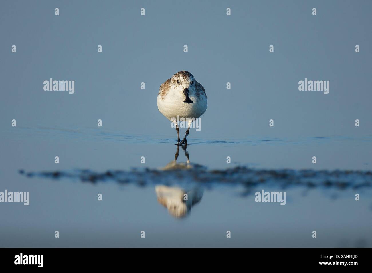 Spoon-billed Sandpiper et les oiseaux de rivage à l'intérieur de Golfe de Thaïlande.Très rares et espèces en danger critique d'extinction du monde,la marche et s'alimenter dans w Banque D'Images