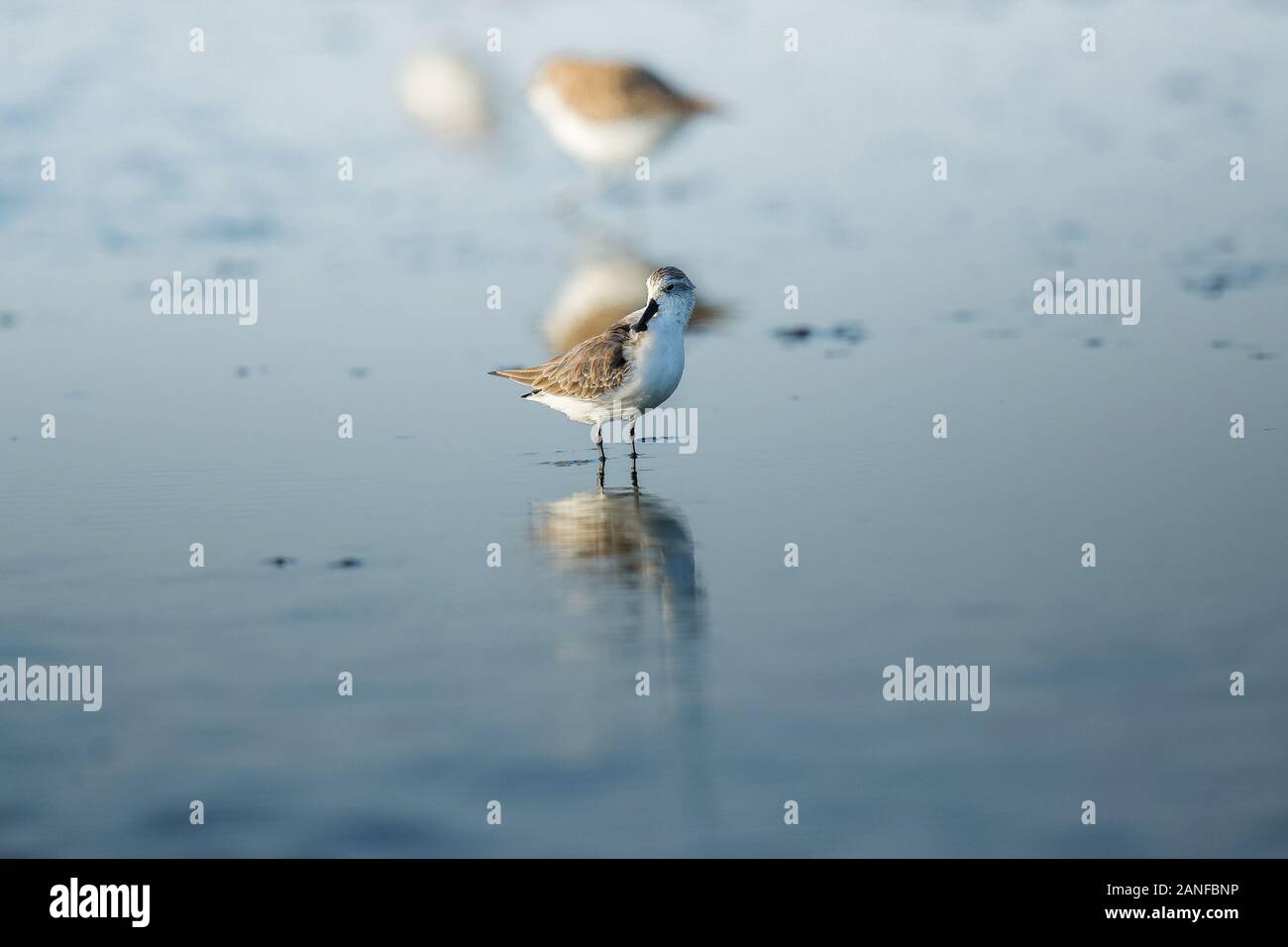 Spoon-billed Sandpiper et les oiseaux de rivage à l'intérieur de Golfe de Thaïlande.Très rares et espèces en danger critique d'extinction du monde,la marche et s'alimenter dans w Banque D'Images