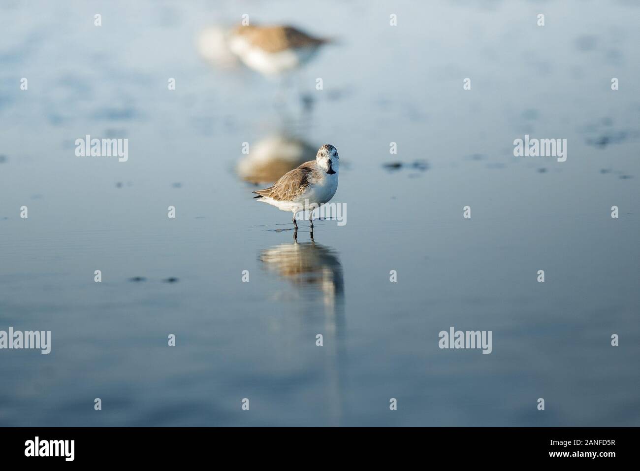 Spoon-billed Sandpiper et les oiseaux de rivage à l'intérieur de Golfe de Thaïlande.Très rares et espèces en danger critique d'extinction du monde,la marche et s'alimenter dans w Banque D'Images