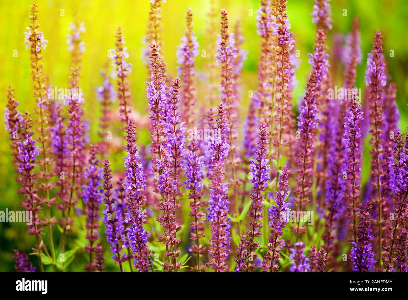Fleurs Purple Sage blossom close up, herbe verte, jaune soleil arrière-plan flou, blooming violet salvia matinée ensoleillée, terrain paysage d'été Banque D'Images