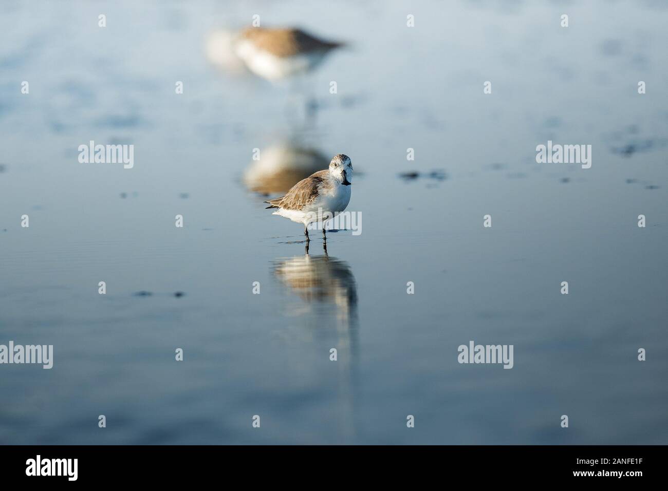 Spoon-billed Sandpiper et les oiseaux de rivage à l'intérieur de Golfe de Thaïlande.Très rares et espèces en danger critique d'extinction du monde,la marche et s'alimenter dans w Banque D'Images