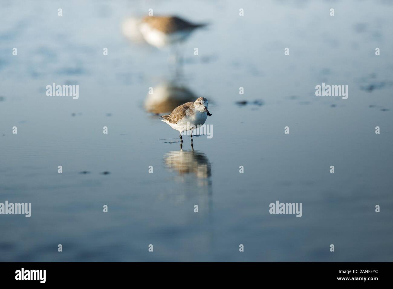 Spoon-billed Sandpiper et les oiseaux de rivage à l'intérieur de Golfe de Thaïlande.Très rares et espèces en danger critique d'extinction du monde,la marche et s'alimenter dans w Banque D'Images